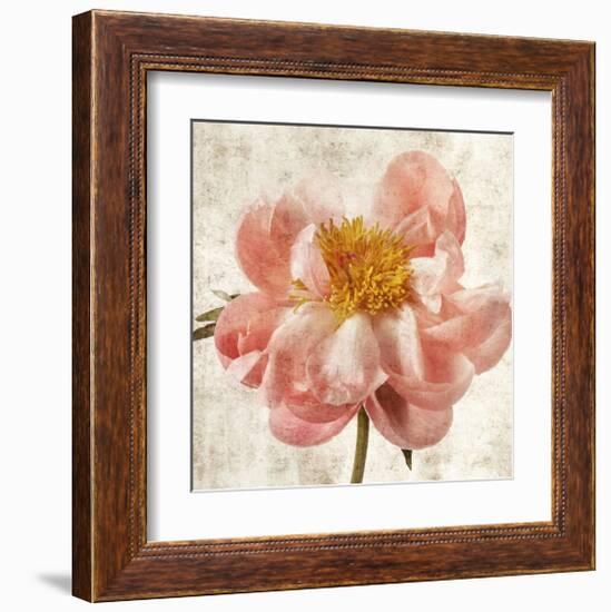 Antique Peony II-Christine Zalewski-Framed Art Print