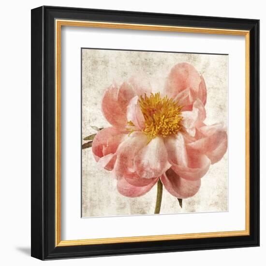 Antique Peony II-Christine Zalewski-Framed Art Print