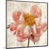 Antique Peony II-Christine Zalewski-Mounted Art Print