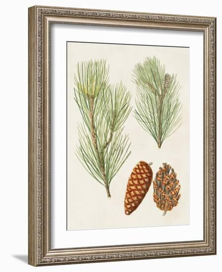Antique Pine Cones I-Unknown-Framed Art Print