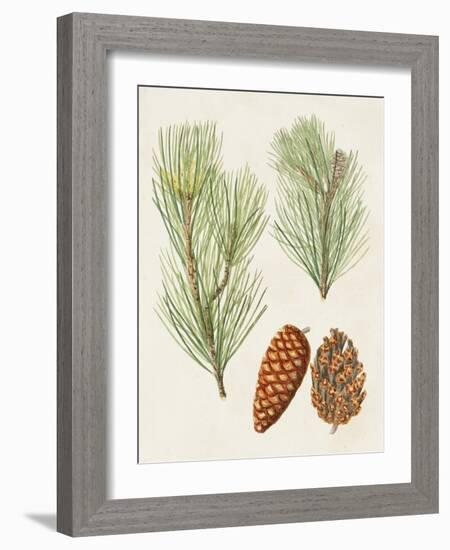 Antique Pine Cones I-Unknown-Framed Art Print