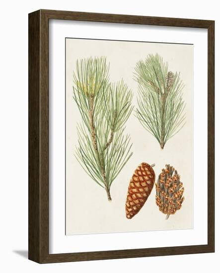 Antique Pine Cones I-Unknown-Framed Art Print