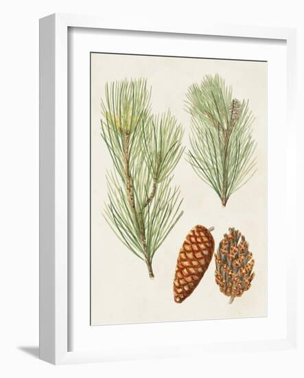 Antique Pine Cones I-Unknown-Framed Art Print