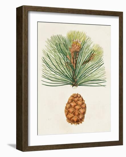 Antique Pine Cones II-Unknown-Framed Art Print