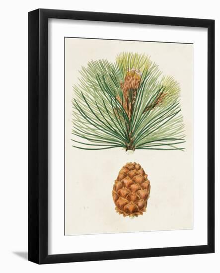 Antique Pine Cones II-Unknown-Framed Art Print