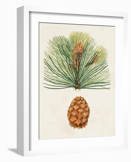 Antique Pine Cones II-Unknown-Framed Art Print