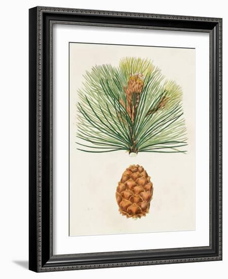 Antique Pine Cones II-Unknown-Framed Art Print