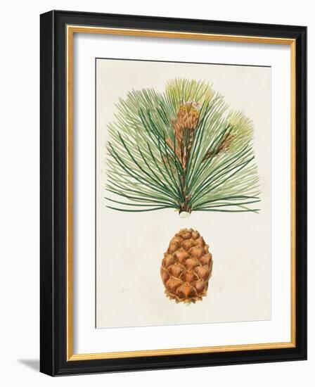 Antique Pine Cones II-Unknown-Framed Art Print