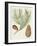 Antique Pine Cones III-Unknown-Framed Art Print