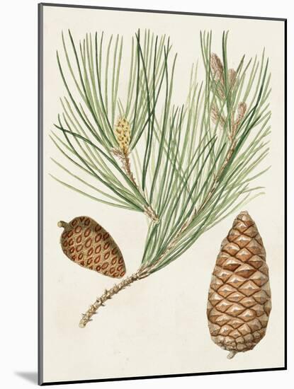 Antique Pine Cones III-Unknown-Mounted Art Print