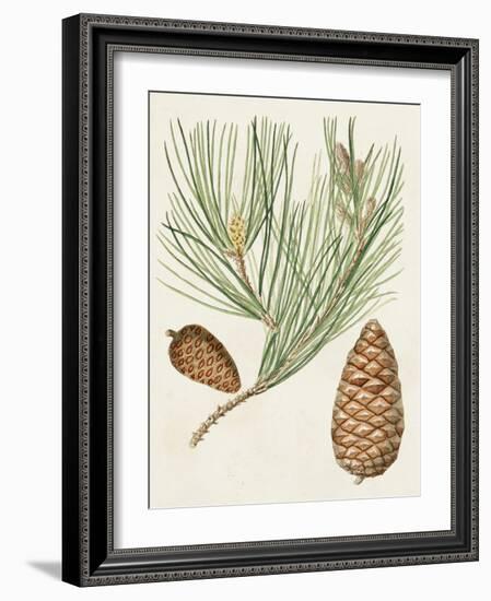 Antique Pine Cones III-Unknown-Framed Art Print