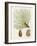 Antique Pine Cones IV-Unknown-Framed Art Print