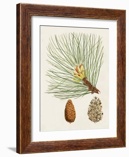 Antique Pine Cones IV-Unknown-Framed Art Print