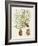 Antique Pine Cones IV-Unknown-Framed Art Print