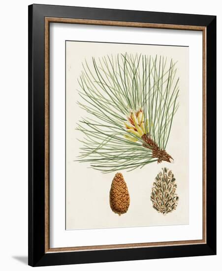 Antique Pine Cones IV-Unknown-Framed Art Print