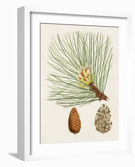 Antique Pine Cones IV-Unknown-Framed Art Print