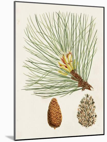 Antique Pine Cones IV-Unknown-Mounted Art Print