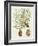 Antique Pine Cones IV-Unknown-Framed Art Print