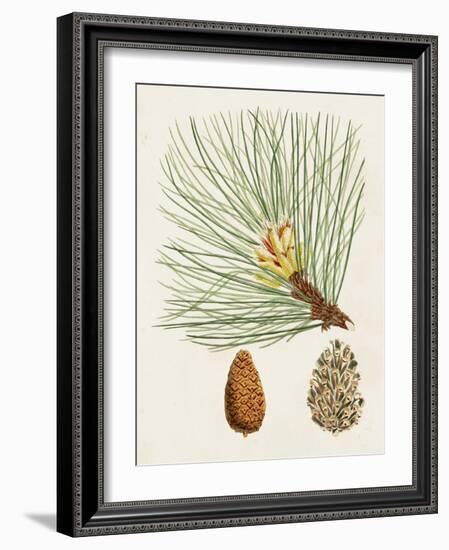 Antique Pine Cones IV-Unknown-Framed Art Print