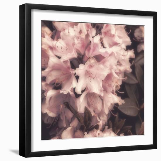 Antique Pink-Mindy Sommers-Framed Giclee Print