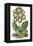 Antique Primula III-null-Framed Stretched Canvas