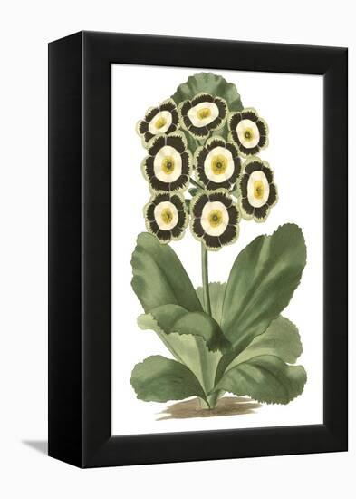 Antique Primula III-null-Framed Stretched Canvas