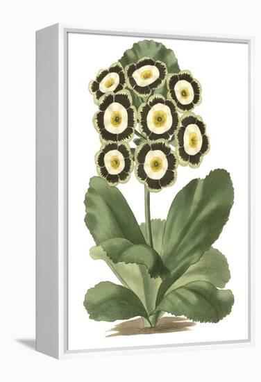 Antique Primula III-null-Framed Stretched Canvas