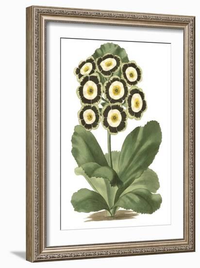 Antique Primula III-null-Framed Premium Giclee Print