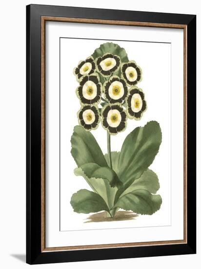 Antique Primula III-null-Framed Premium Giclee Print