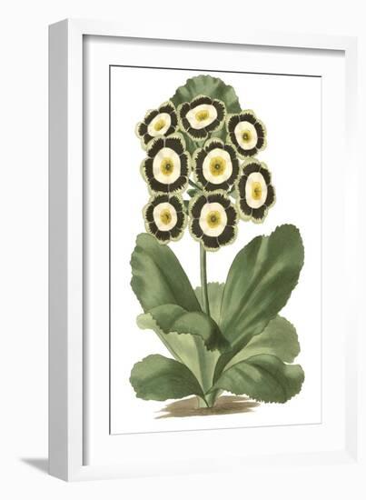 Antique Primula III-null-Framed Premium Giclee Print