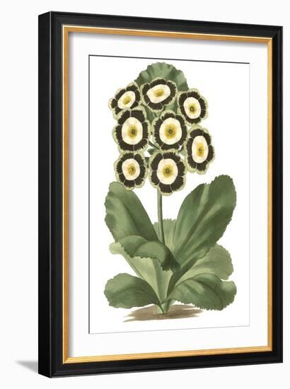 Antique Primula III-null-Framed Premium Giclee Print