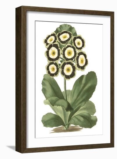 Antique Primula III-null-Framed Art Print