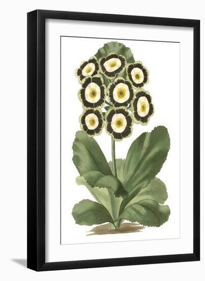 Antique Primula III-null-Framed Art Print