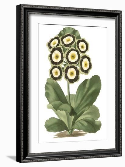 Antique Primula III-null-Framed Art Print