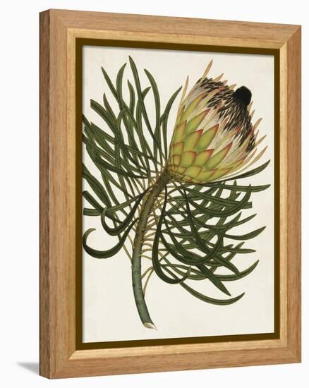 Antique Protea III-null-Framed Stretched Canvas