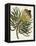 Antique Protea III-null-Framed Stretched Canvas