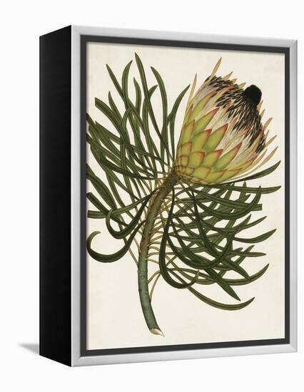 Antique Protea III-null-Framed Stretched Canvas