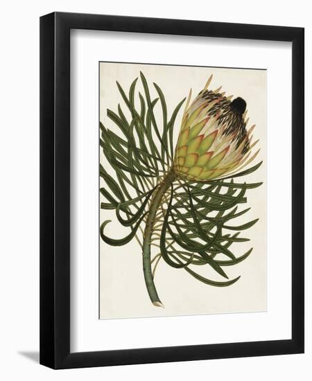 Antique Protea III-null-Framed Premium Giclee Print