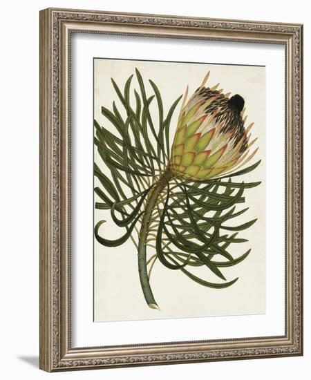 Antique Protea III-null-Framed Art Print