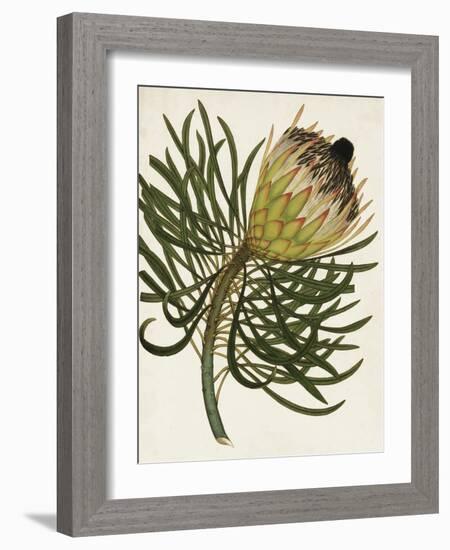 Antique Protea III-null-Framed Art Print