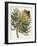 Antique Protea III-null-Framed Art Print