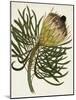 Antique Protea III-null-Mounted Art Print