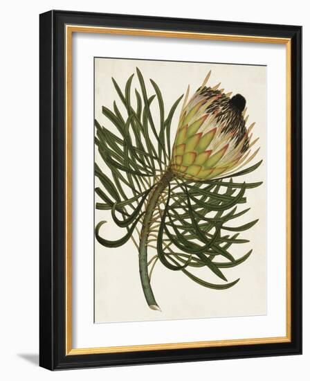 Antique Protea III-null-Framed Art Print