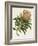 Antique Protea IV-null-Framed Art Print