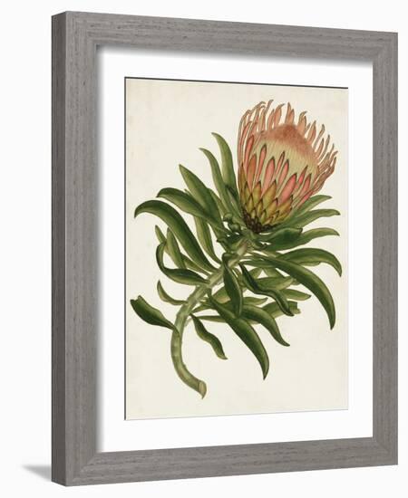 Antique Protea IV-null-Framed Art Print