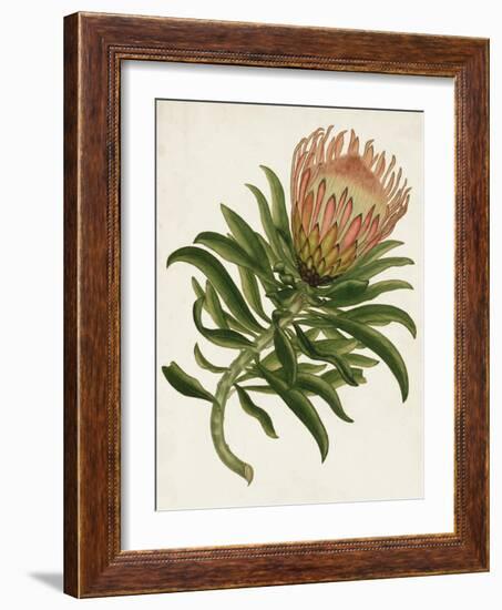 Antique Protea IV-null-Framed Art Print