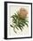 Antique Protea IV-null-Framed Art Print