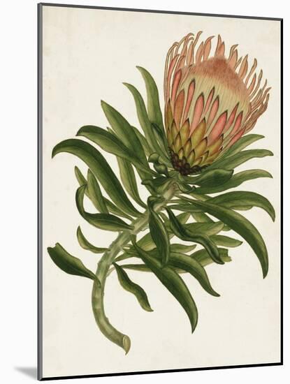 Antique Protea IV-null-Mounted Art Print