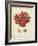 Antique Red Coral III-Vision Studio-Framed Art Print