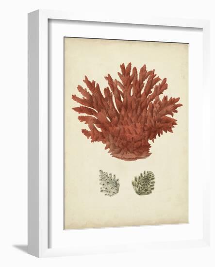 Antique Red Coral III-Vision Studio-Framed Art Print